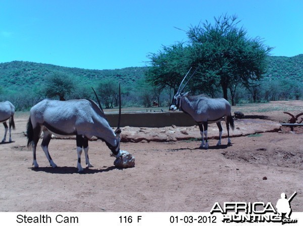 Trail Camera Namibia