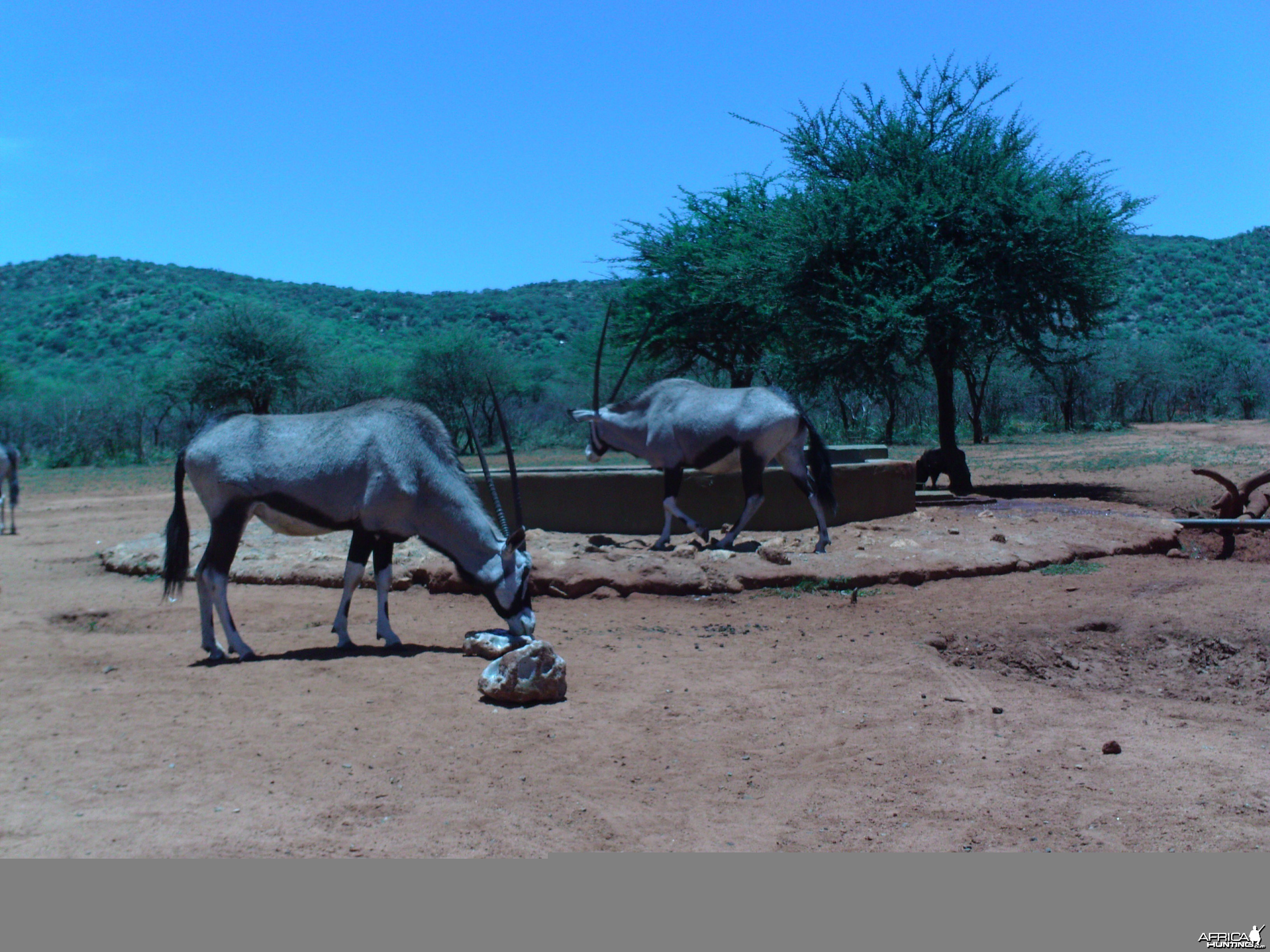 Trail Camera Namibia