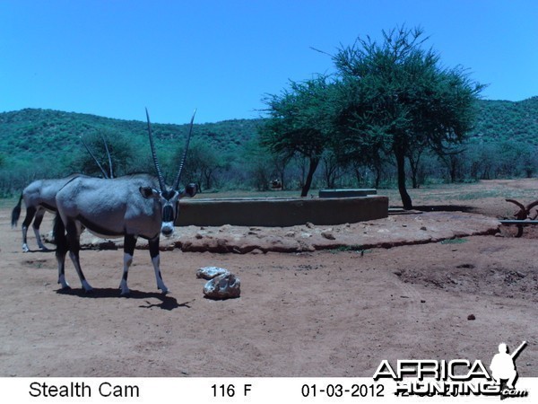 Trail Camera Namibia