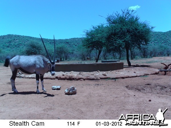 Trail Camera Namibia