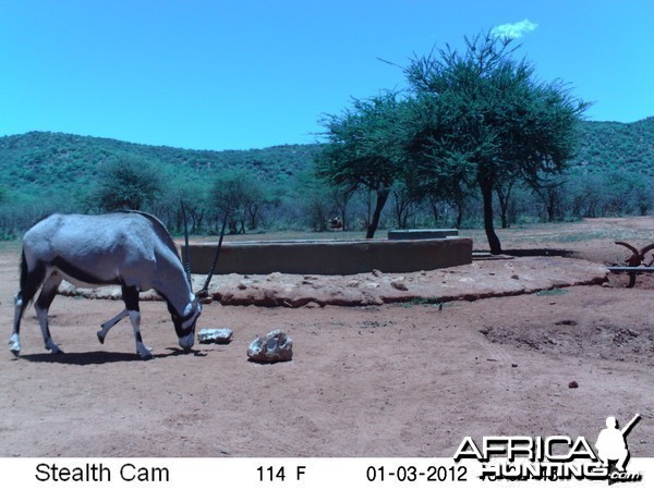 Trail Camera Namibia