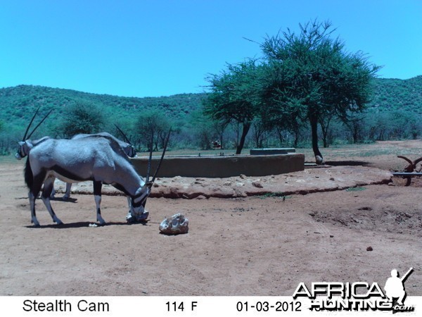 Trail Camera Namibia