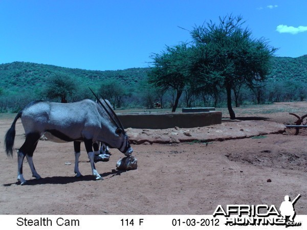 Trail Camera Namibia