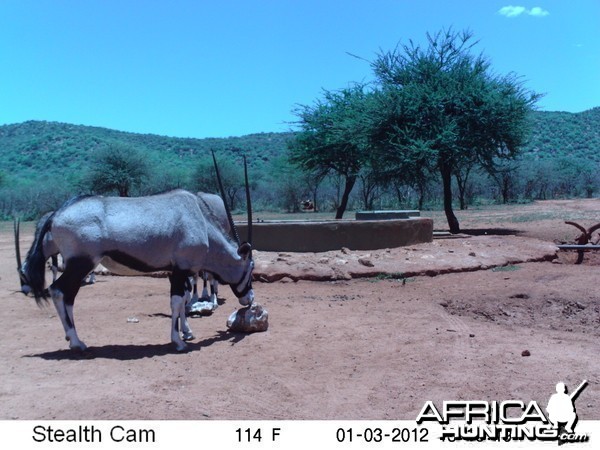 Trail Camera Namibia