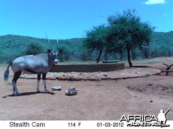 Trail Camera Namibia