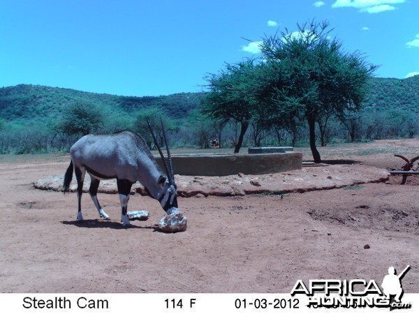 Trail Camera Namibia