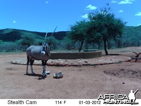 Trail Camera Namibia