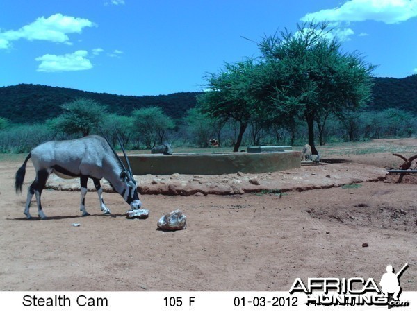 Trail Camera Namibia