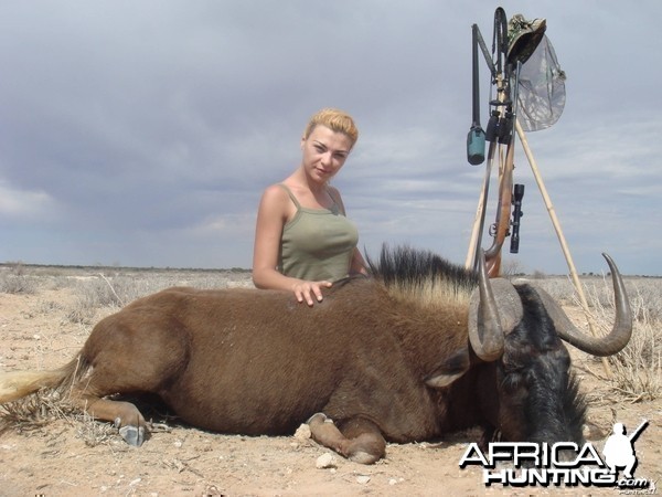 Black Wildebeest Hunting