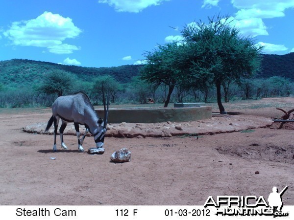 Trail Camera Namibia