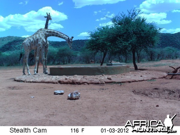 Trail Camera Namibia