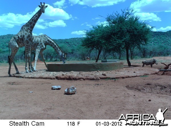 Trail Camera Namibia