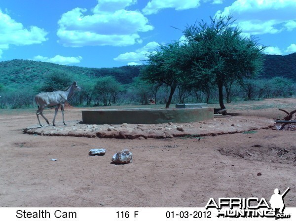 Trail Camera Namibia