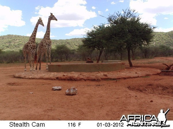 Trail Camera Namibia