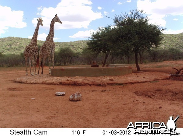 Trail Camera Namibia