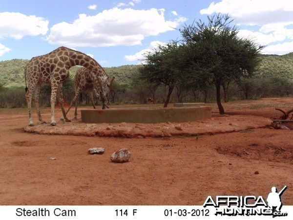 Trail Camera Namibia