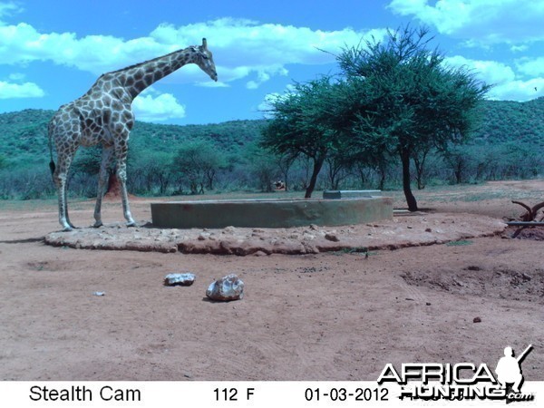 Trail Camera Namibia