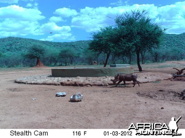 Trail Camera Namibia