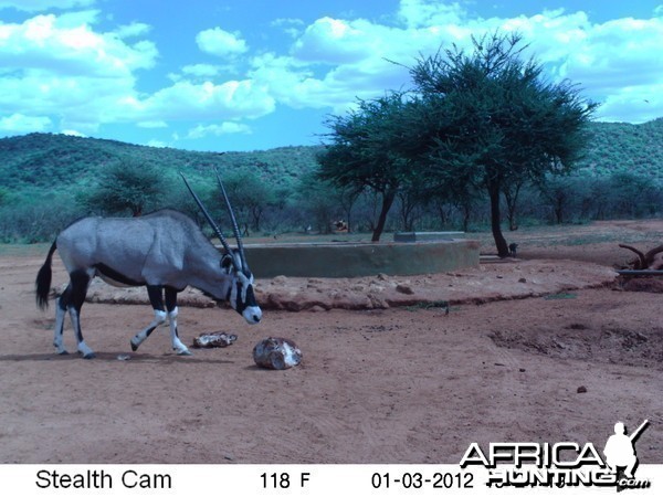 Trail Camera Namibia