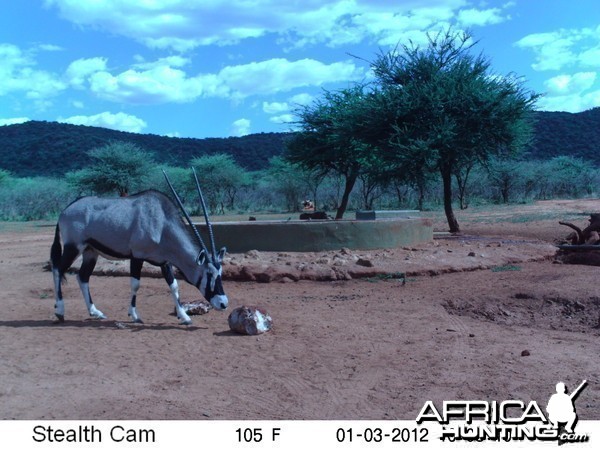 Trail Camera Namibia