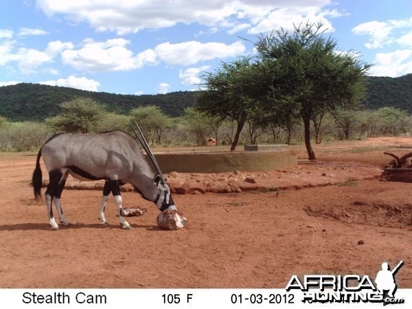 Trail Camera Namibia