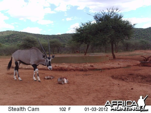 Trail Camera Namibia