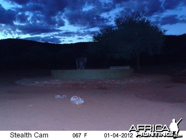 Trail Camera Namibia