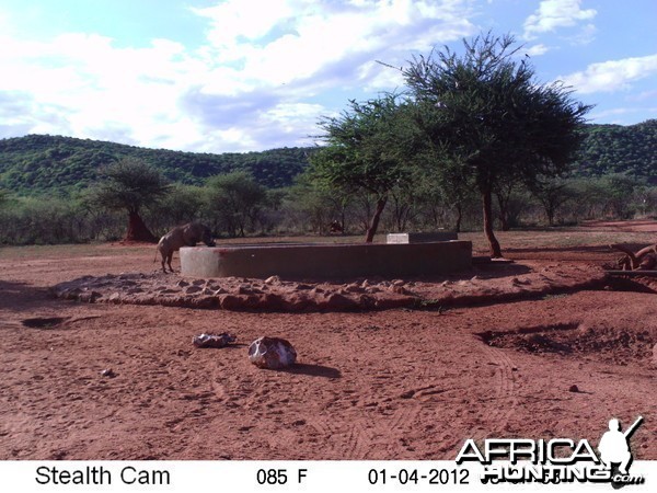 Trail Camera Namibia