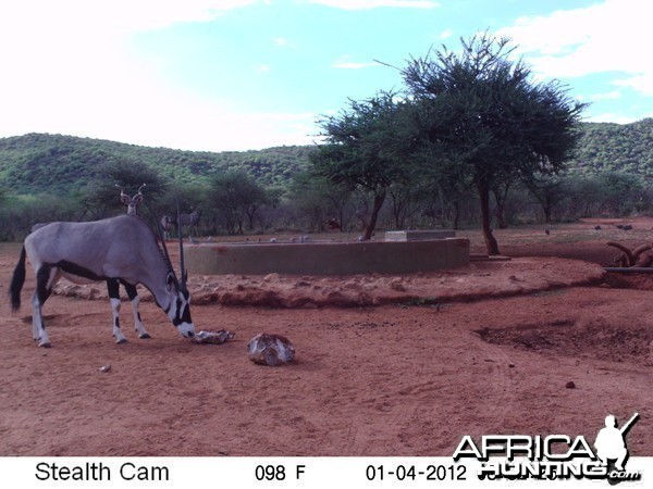 Trail Camera Namibia