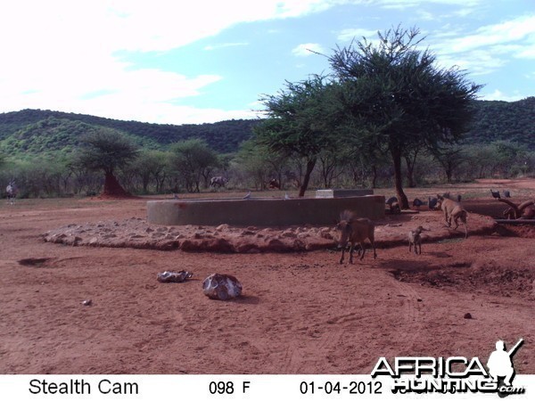 Trail Camera Namibia