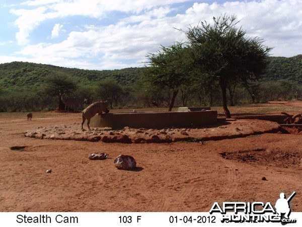 Trail Camera Namibia