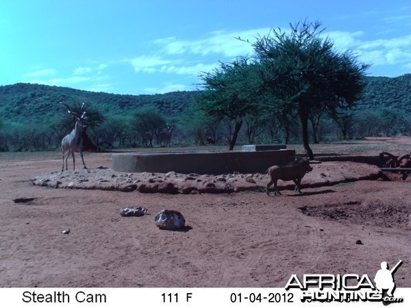 Trail Camera Namibia