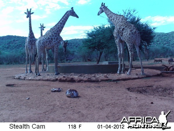 Trail Camera Namibia