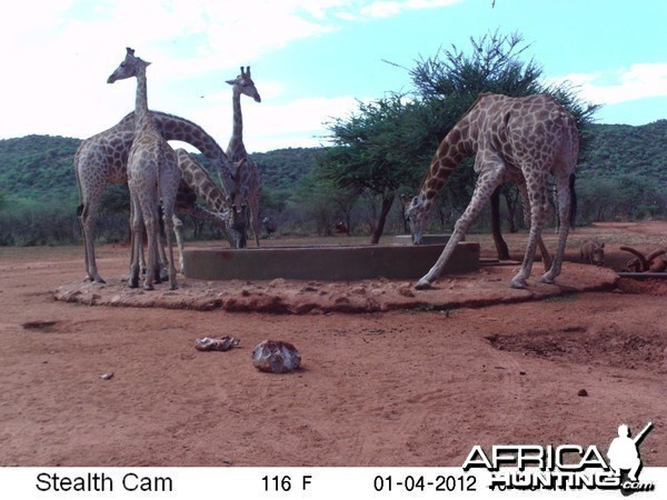 Trail Camera Namibia