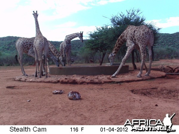 Trail Camera Namibia