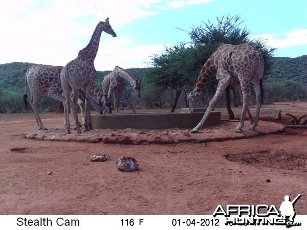 Trail Camera Namibia