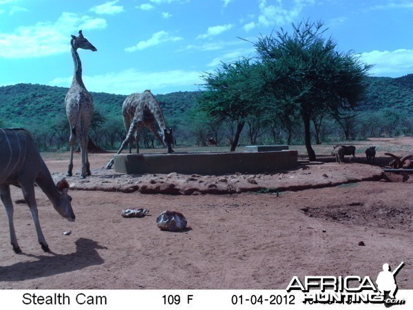 Trail Camera Namibia