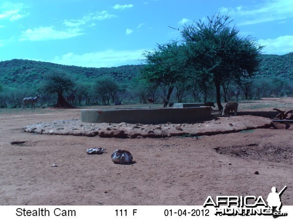 Trail Camera Namibia