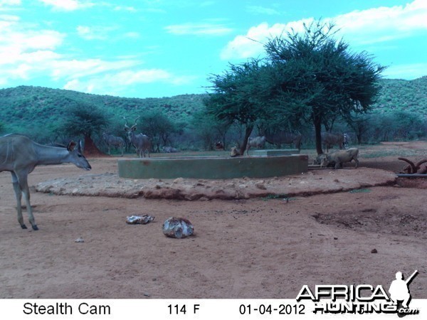 Trail Camera Namibia