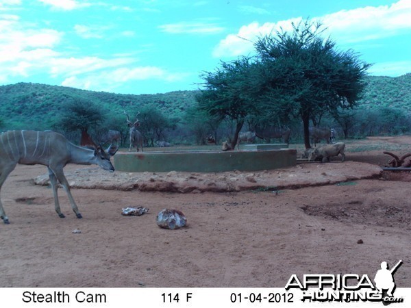 Trail Camera Namibia