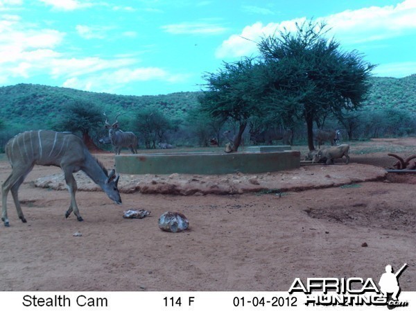 Trail Camera Namibia