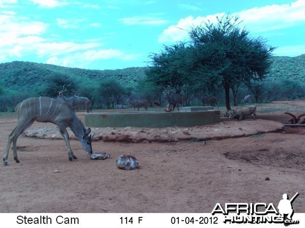 Trail Camera Namibia