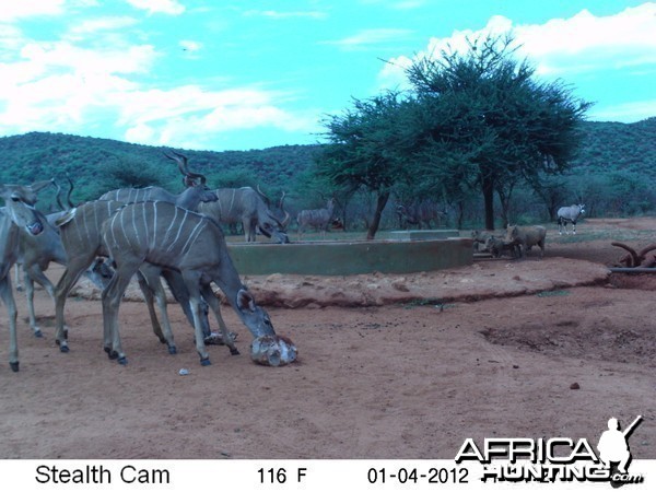 Trail Camera Namibia