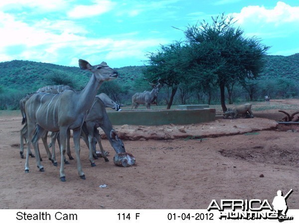 Trail Camera Namibia