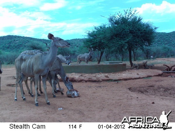 Trail Camera Namibia