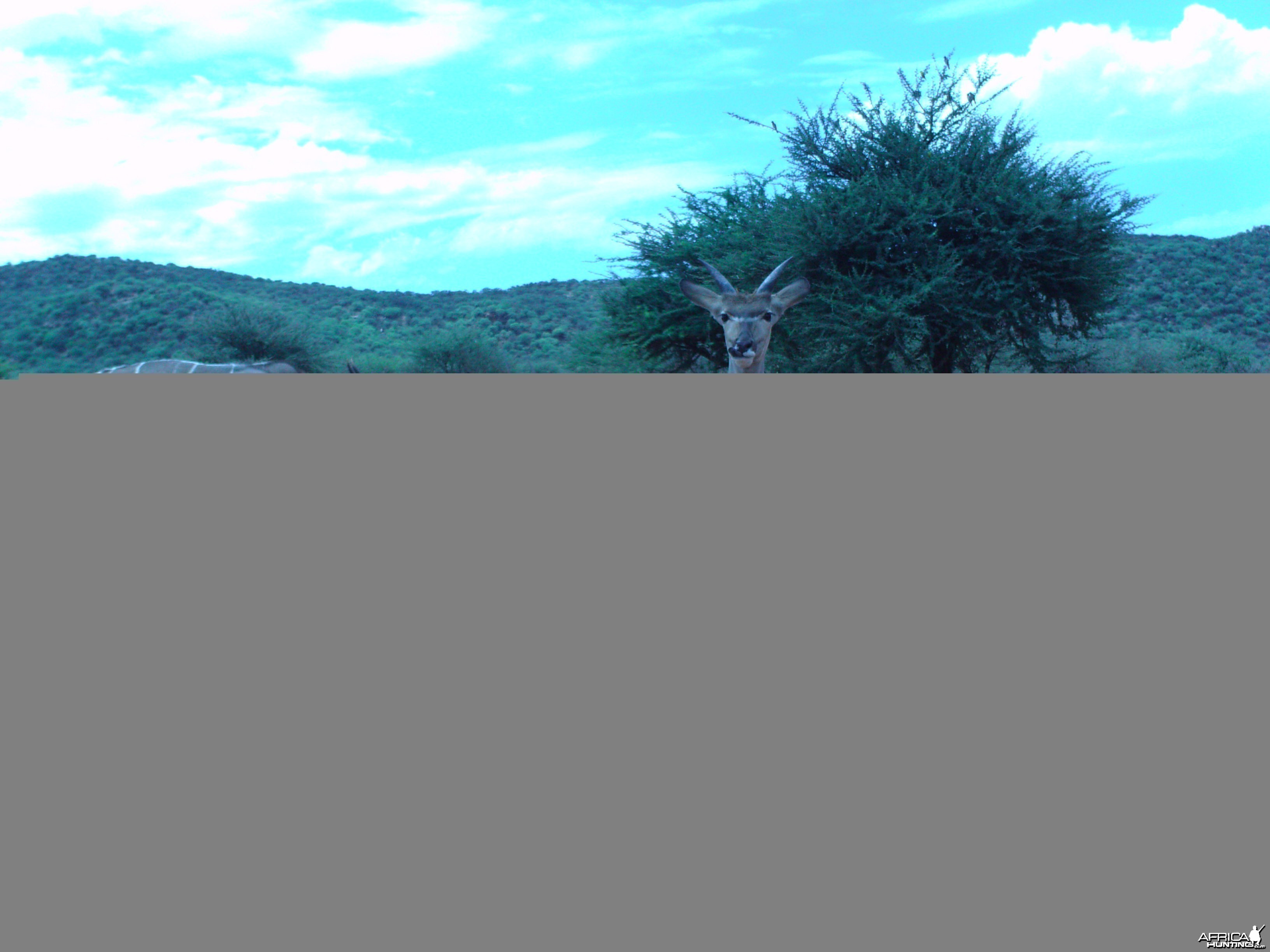 Trail Camera Namibia