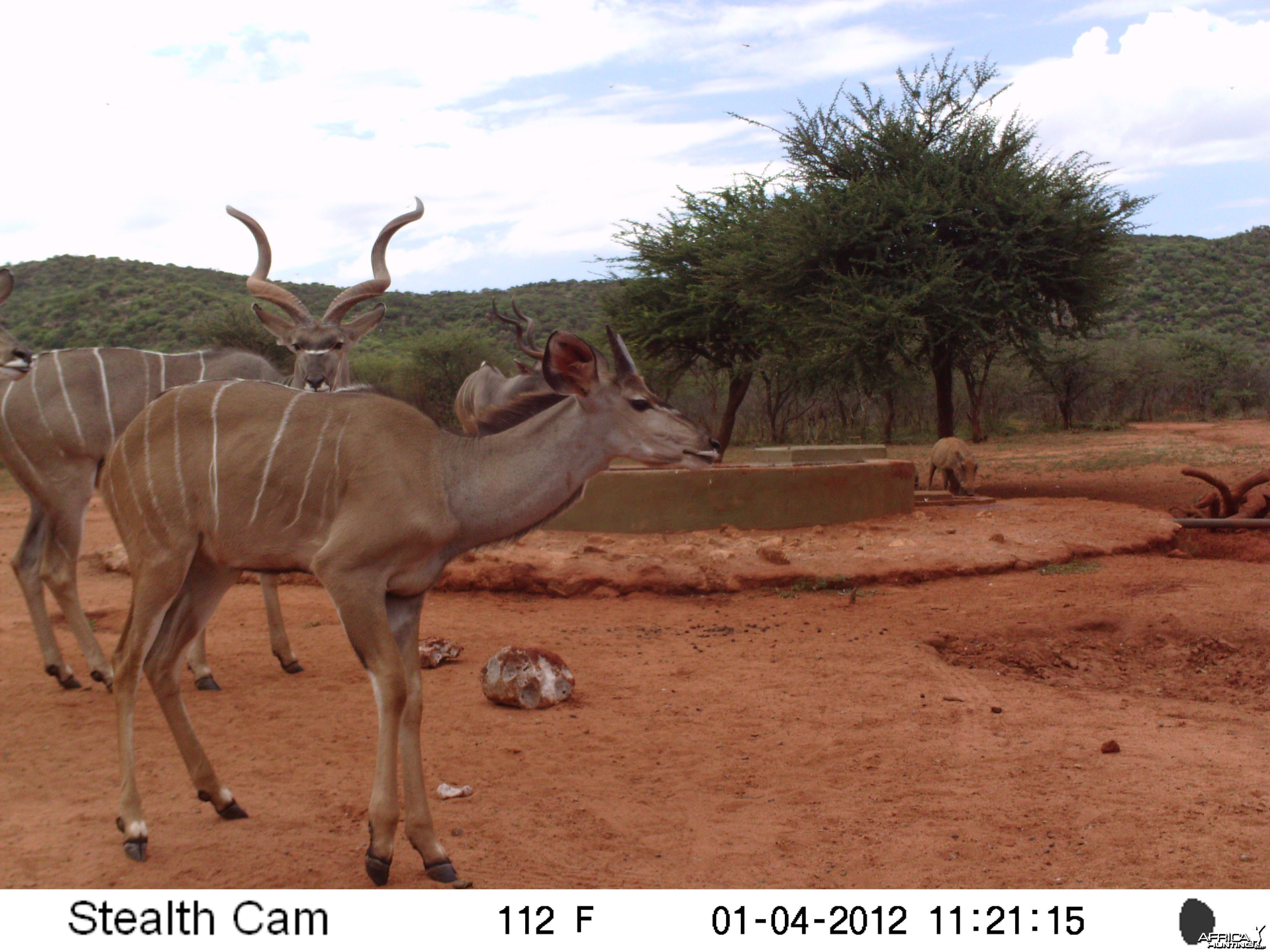 Trail Camera Namibia