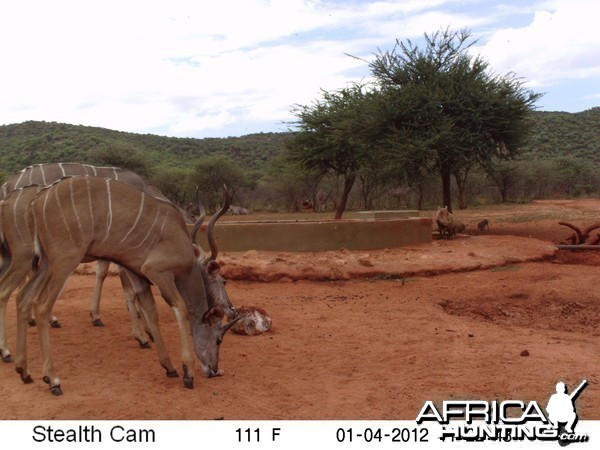 Trail Camera Namibia