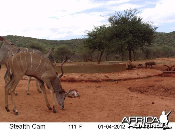 Trail Camera Namibia