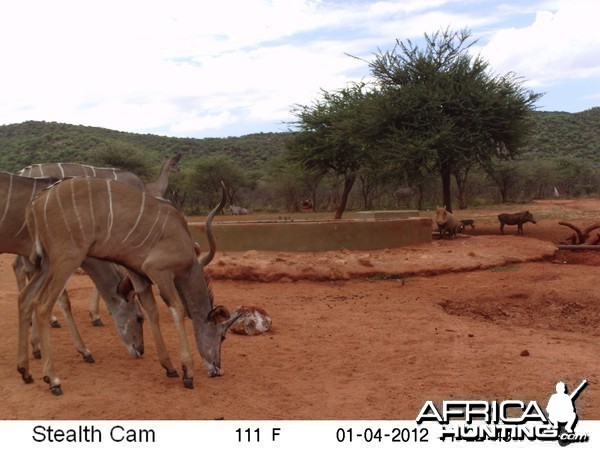 Trail Camera Namibia